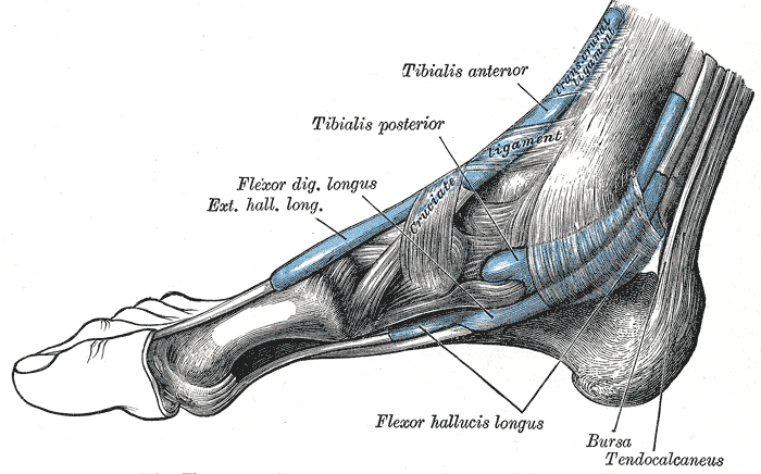 The Mucous sheaths of the tendons around the ankle (medial view)2